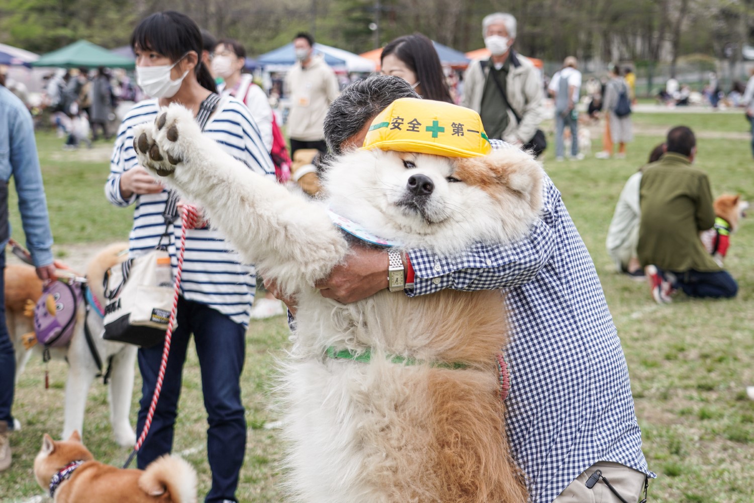 ‪ゆかいな日本犬たち